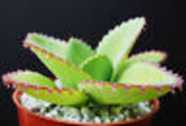 2&quot; Mother Of Thousands Red,Pink,Purple Succulent Bare Root Kalanchoe Laetivirens - £7.89 GBP