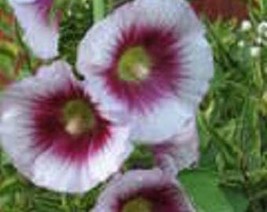 USA Seller 25 Lavender &amp; Purple Hollyhock Alcea Rosea Flower Seeds Perennial Fre - £11.43 GBP