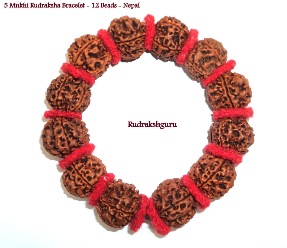 5 Mukhi Rudraksha Bracelet / Guru Bracelet - Nepal - Collector Size - 12... - $73.64