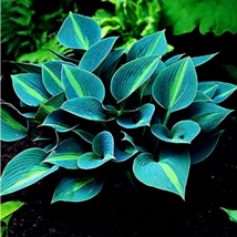 150 Seeds /Pack Hosta Flower Seeds Color Green S Ornamental Lily Shade H... - $13.22