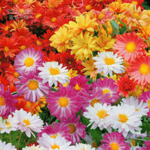 Ground Cover Chrysanthemum 250 Mixed 7 Color Flowers With Small Inflorescences G - $7.22