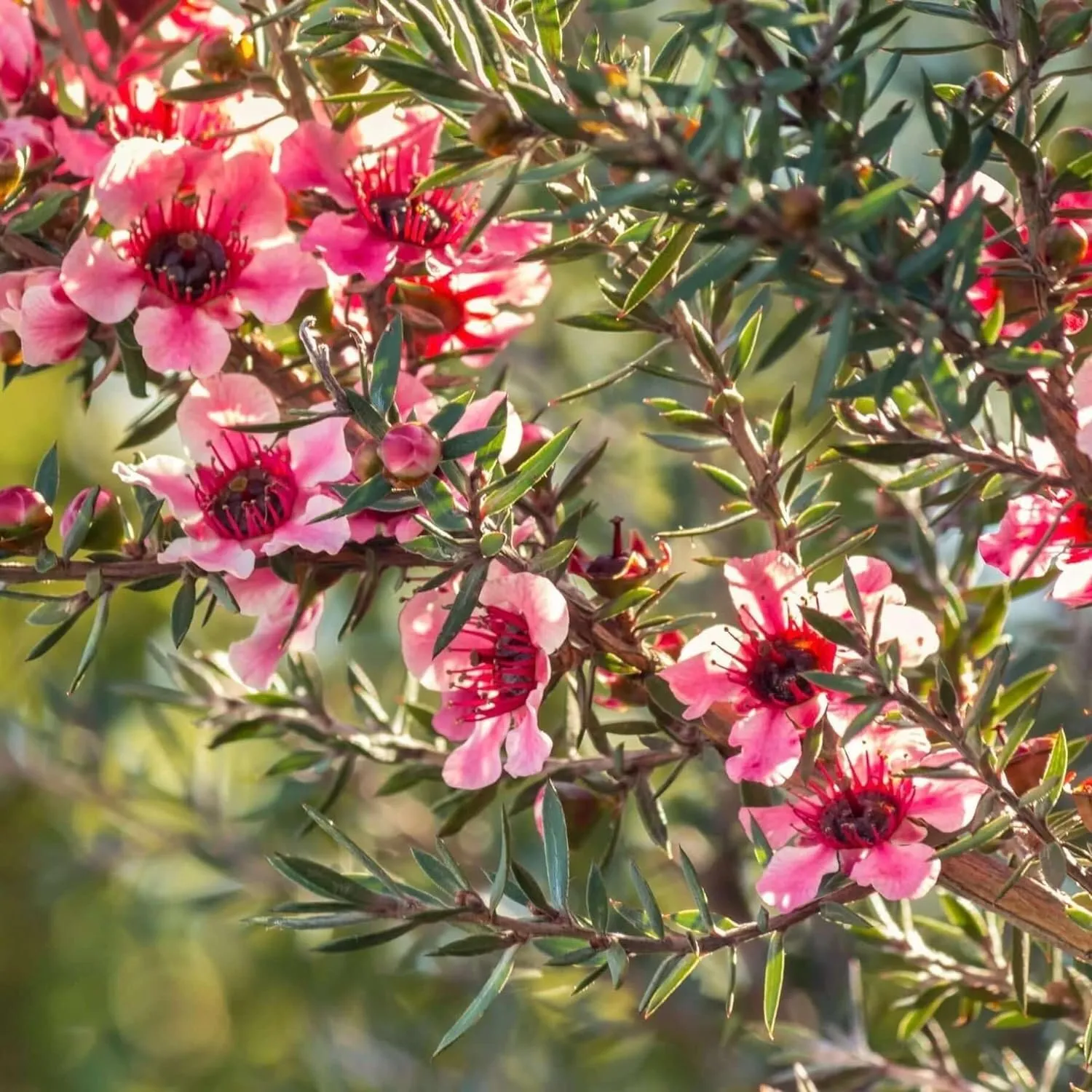 New Zealand Tea Live Plants Pink Flowers Leptospermum Scoparium Rich - £31.04 GBP