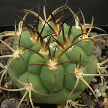 10 pcs Gymnocalycium pflanzii Seeds Rare Cactus Succulent Plants FRESH SEEDS - £5.96 GBP