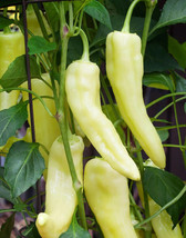 SEPT Sweet Banana Pepper Seeds 50 Seeds - $5.88