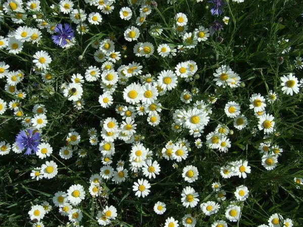 Top Seller 100 White Dwarf Creeping Daisy Chrysanthemum Paludosum Flower Seeds - £11.41 GBP