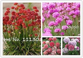 50 Pcs/Lot Armeria Maritima Bonsai Thrift Mix Colors Seagrass Planting Color Mix - $10.44