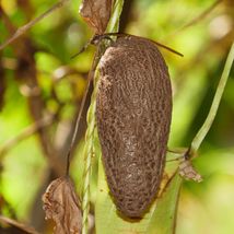 Dioscorea Esculenta Purple Yam Lesser Yam Edible Rare Organic Live Plant... - $355.77 MXN+