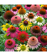 SRN 50 Double Mix Coneflower Seeds Echinacea Perennial Flower Seed Flowe... - $34.07 CAD