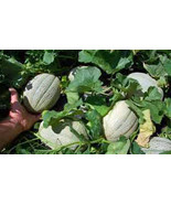 MBK 10 Weeping Bottle Brush Seeds Fast Ship - $12.98