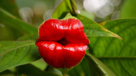 100 Red Lips Flower Seeds for Garden - £12.59 GBP