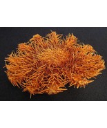 Crown of Thorns Starfish 6 - 8&quot; thorny sea star beach decor ocean taxidermy - €13,80 EUR