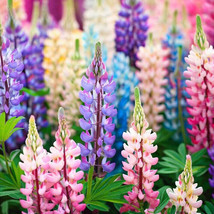 BEST Pixie Delight Lupine Seeds Non Gmo Seed Store 1253 - £3.79 GBP