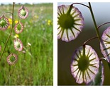 Thysanocarpus radians &quot;Fringe Pod&quot; 50 Seeds - £27.82 GBP