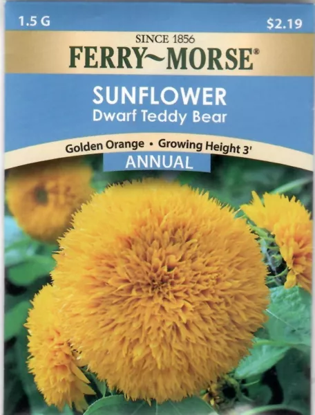 Sunflower Dwarf Teddy Bear Flower Seeds Non-Gmo - Ferry Morse 12/24 Fresh Garden - $8.00