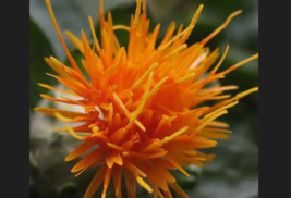 SAFFLOWER Saffron  Yellow Orange Flower 300 Seeds - £7.47 GBP