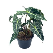 Alocasia polly African mask 6&quot; Alocasia Amazonica Large potted Poly Elephant&#39;s e - £29.40 GBP