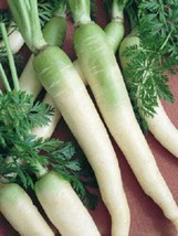 Sale 300 Seeds Lunar White Carrot Daucus Carota Vegetable USA - £5.41 GBP