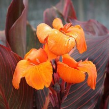 Canna Lily Wyoming Tall Variety Orange Flower Purple Leaves 1 Rhizome Bulb - £7.79 GBP