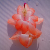 USA SELLER 4&quot; Potted Hawaiian Sweetheart Christmas Cactus Well Rooted St... - $59.48