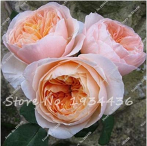 Creepers Flowers Rosa,Polyantha Rose, Chinese Flower,Climbing Roses 100  pcs/Bag - £6.67 GBP
