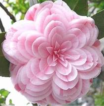 Camellia Flowers Light Pink Colors, 10 PCS SEEDS D - $18.35