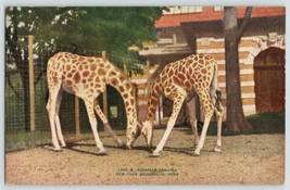 Giraffes Feeding New York Zoological Park Postcard Zoo Wild Animals - £10.13 GBP