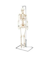 Anatomical Flexible Mr. Thrifty Skeleton With Spinal Nerves With Stand - £53.02 GBP