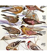 Finches And Redpolls Varieties And Types 1966 Color Bird Art Print Natur... - $19.99