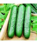 25+ Speedway Cucumber Seeds | Early Hybrid, High Yield Variety - €14,19 EUR