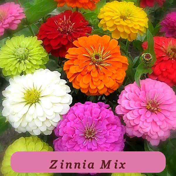100+ Super Yoga Fresh Harvest Mix Zinnia Seeds For Garden Planting Usa - $7.35