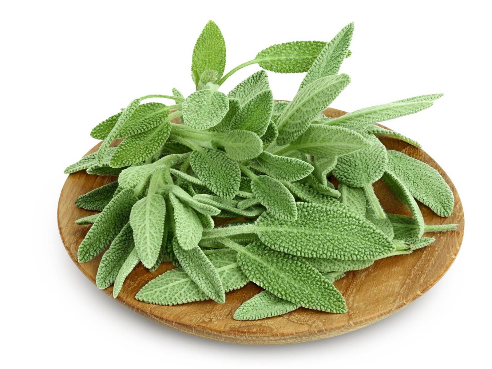 Broadleaf Sage Seeds Organic Sage Seeds Sage Seeds Sage Right At Home Fr... - $2.98