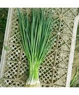 BS 5Gram / 1300 White Lisbon Bunching Green Onion Seeds For Four Seasons... - €8,77 EUR
