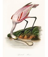 13205.Decor Poster.Home wall.Room vintage art design.Roseate Spoonbill bird - $23.47 CAD+