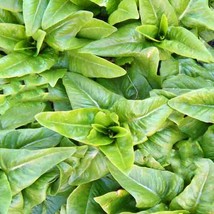 USA Seller Amish Deer Tongue Lettuce Garden Seeds Open Pollinated Vegetable Non- - £12.89 GBP