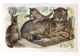 Wild Cat #59 Interesting Animals  Card ARM &amp; HAMMER Soda  Church &amp; Company - £19.73 GBP