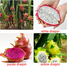 Thai Dragon Fruit Seeds, Fresh Pitaya Cactus seed,HYLOCEREUS UNDATUS, Ch... - $2.55
