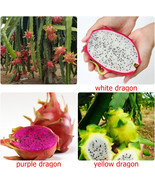Thai Dragon Fruit Seeds, Fresh Pitaya Cactus seed,HYLOCEREUS UNDATUS, Ch... - £2.00 GBP