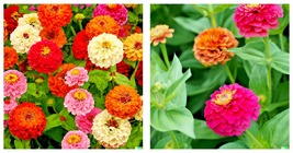 Zinnia Pom Pom Flower Seeds - Pumila Pompon Mix (Cut and Come Again) 400 Seeds - £13.58 GBP