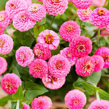 SL 100+ Lilliput Rose Zinnia Seeds For Garden Planting - Usa - ! - $4.73