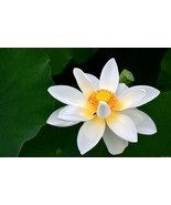 5 Pcs Red Heart Lotus Flower Seeds Gorgeous Aquatic Plant - $309.17 MXN