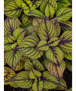 20Pcs Coleus seeds, Coleus, Spun Glass A little pattern play for interes... - $4.70