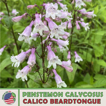 US Seller 200 Calico Beardtongue Seeds, Penstemon Grandiflorus, Bird &amp; Butterfly - £7.42 GBP