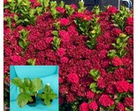 Hydrangea RUBY SLIPPERS Starter Plant Opens White then Pink then to Bloo... - £43.15 GBP