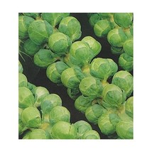 Premier Seeds Direct ORG199 Brussel Sprout Groninger Organic Seeds (Pack... - $7.00
