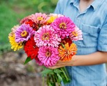 KKG 100 California Giant Zinnia Flower Mix Seeds Planting Seeds - $13.95