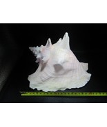 Sea shell nautical 9 x 9&quot; aquarium decor shell - $196.88 CAD