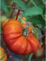 BEST 50 Seeds Easy To Grow Tomande Tomato Hybrid Vegetable Tomatoe - $10.00