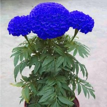 Blue Marigold 100 Seeds Home Garden Edible Flower Chrysanthemum ts - £10.74 GBP