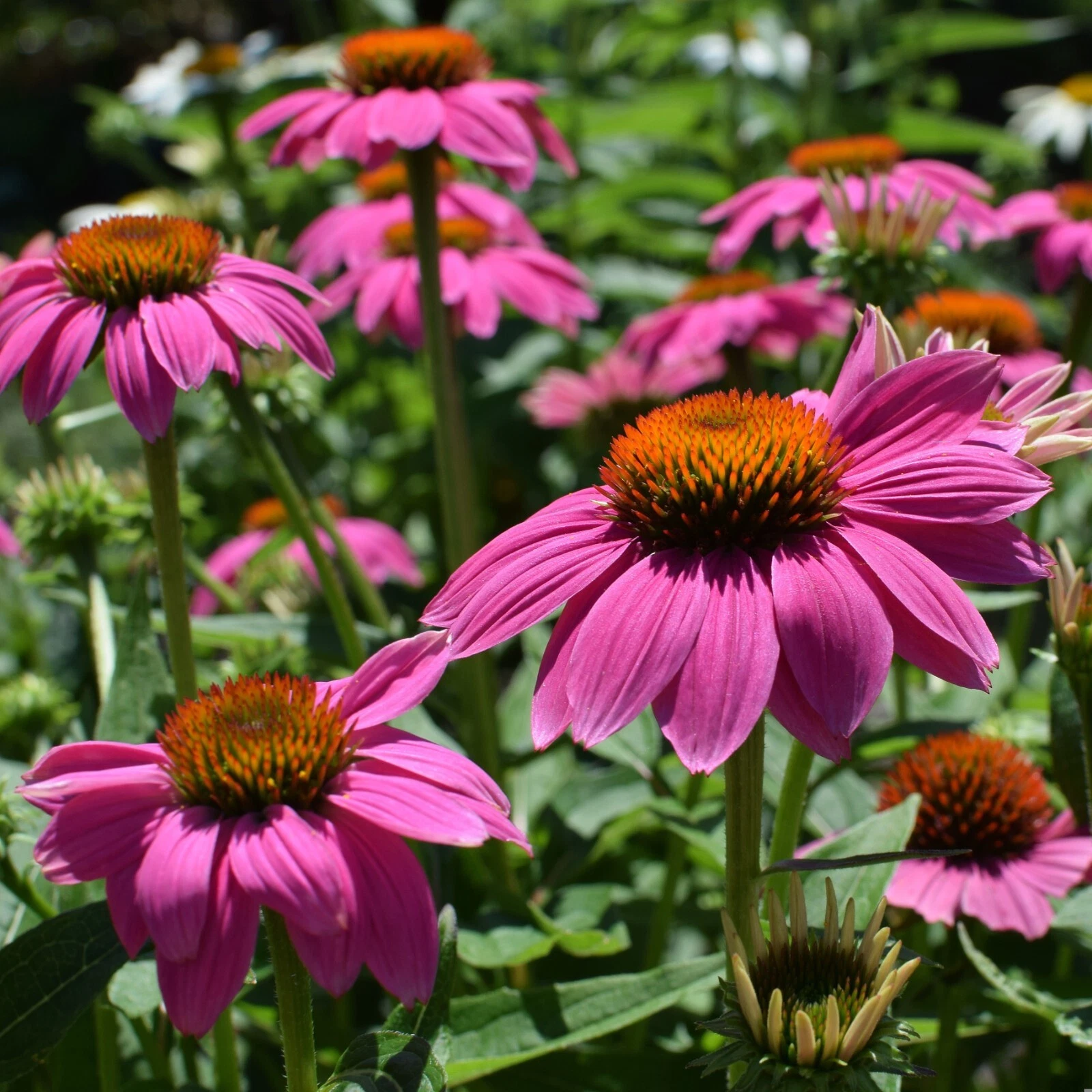 Echinacea Seeds, Purple Coneflower, Non-GMO, Attracts Bees, - $2.54
