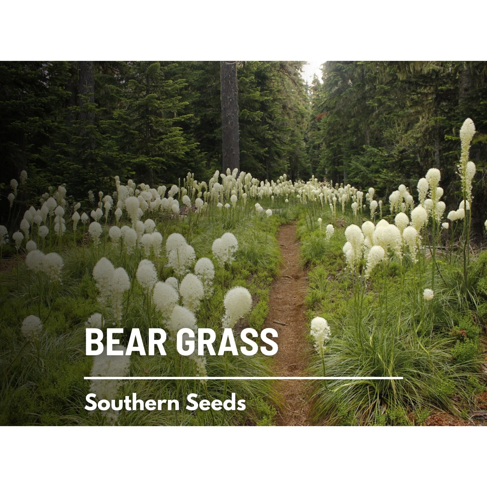 Bear Grass - 50 Seeds, Heirloom Ornamental Grass (Xerophyllum tenax) - $17.89